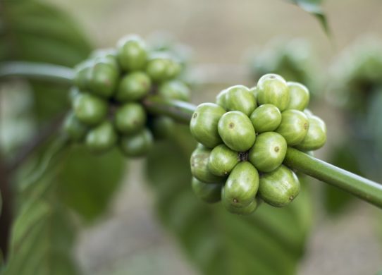 Pure Green Coffee Beans